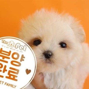 말티푸 ♀ 5.8 분양완료