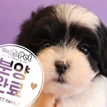 말티푸 ♀ 11.6 분양완료