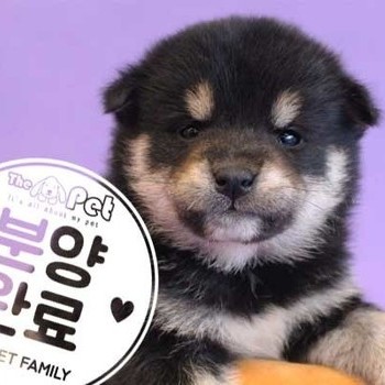  시바이누 ♀ 11.6 분양완료