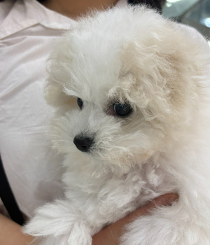 비숑프리제 분양후기[25.7.21]