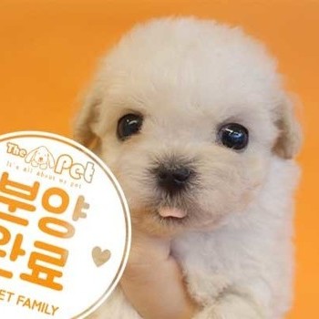 말티푸 ♀ 5.14 분양완료
