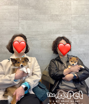 셔틀랜드쉽독, 시바이누 분양후기(25.10.31)