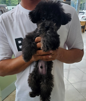 푸들 분양후기[25.8.23]