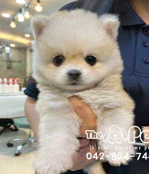 폼스키 분양후기(25.12.14)