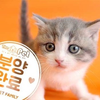 브리티쉬숏헤어 ♀ 4.2 분양완료