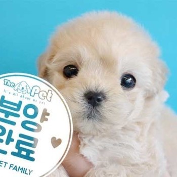 말티푸 ♂ 2.14 분양완료