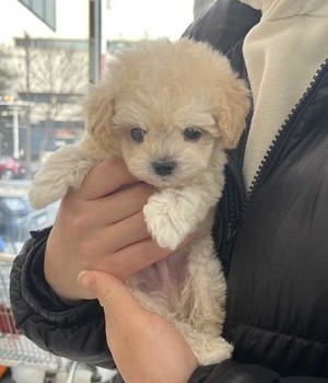 치와와 분양후기 [25.1.30]