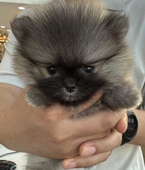 포메라니안 분양후기[25.8.25]