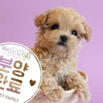 말티푸 ♀ 5.20 분양완료