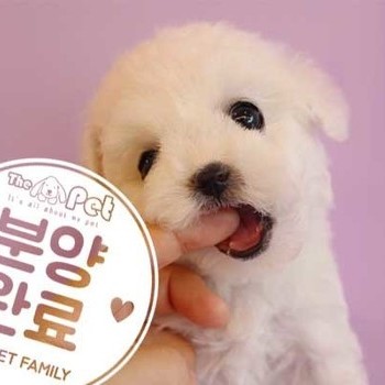 비숑프리제 ♀ 6.20 분양완료