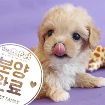 말티푸 ♀ 4.30 분양완료