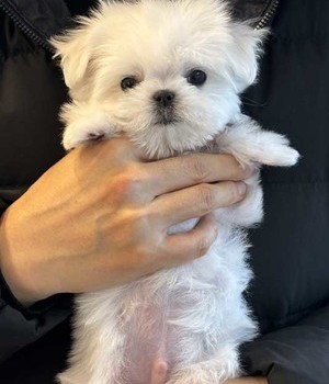 말티즈 분양후기 [25.2.18]
