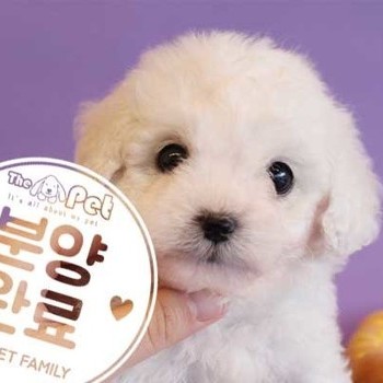  비숑프리제 ♂ 1.15 분양완료