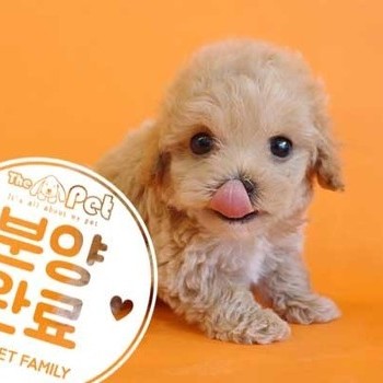  말티푸 ♂ 3.12 분양완료