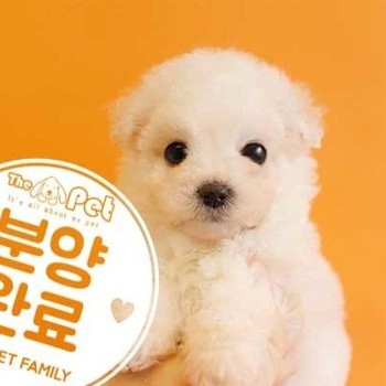 비숑프리제 ♀ 11.30 분양완료
