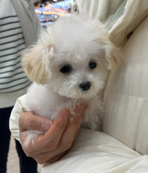 푸들 분양후기 [24.12.22]