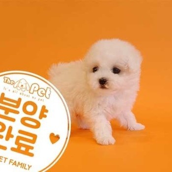 비숑프리제 ♀ 12.3 분양완료