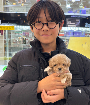 푸들 분양후기 [25.3.18]