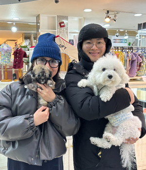 푸들 분양후기 [24.12.20]
