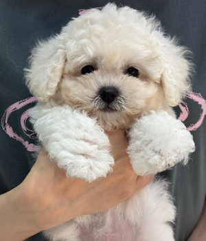 비숑프리제 분양후기[25.7.19]