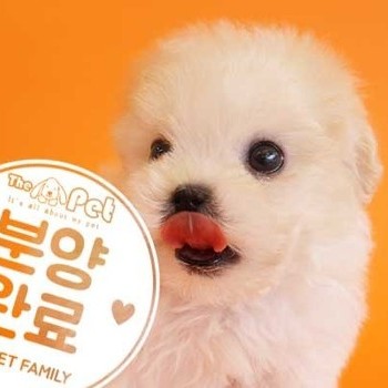 말티푸 ♀ 1.10 분양완료
