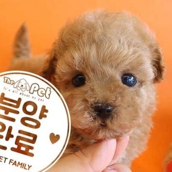 말티푸 ♂ 6.30 분양완료