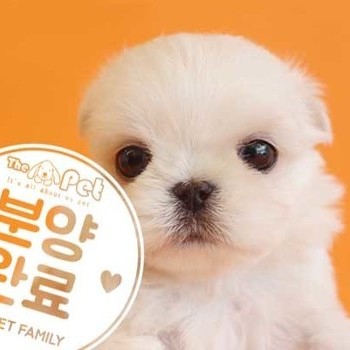 말티푸 ♂ 3.12 분양완료