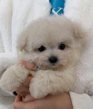 비숑프리제 분양후기 [25.3.11]
