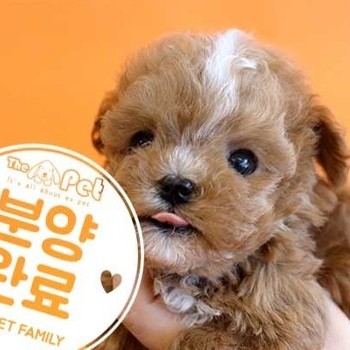 말티푸 ♂ 4.9 분양완료