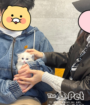 랙돌 분양후기(25.11.08)