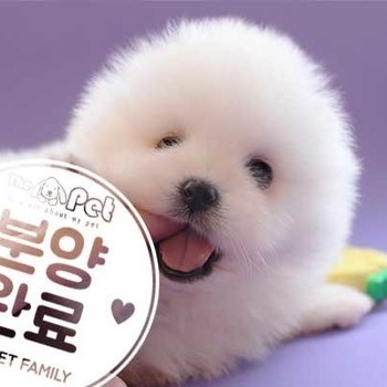 포메라니안 ♂ 1.30 분양완료