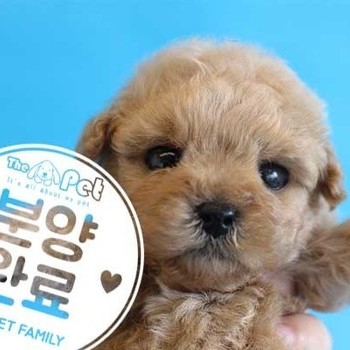 말티푸 ♂ 12.18 분양완료