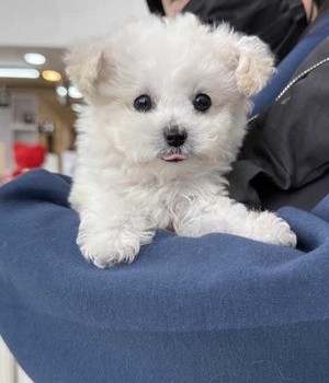 비숑프리제 분양후기 [25.1.27]