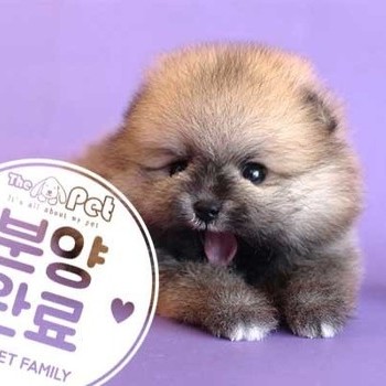 포메라니안 ♂ 4.3 분양완료