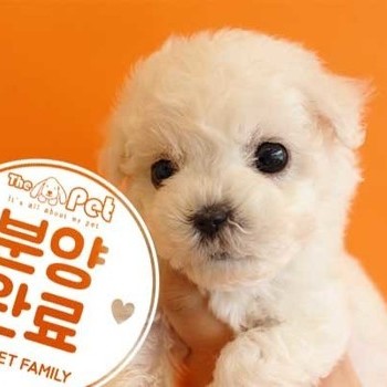 비숑프리제 ♀ 1.17 분양완료
