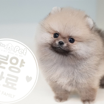 포메라니안 ♂ 8.9