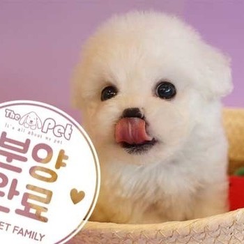 비숑프리제 ♂ 6.3 분양완료