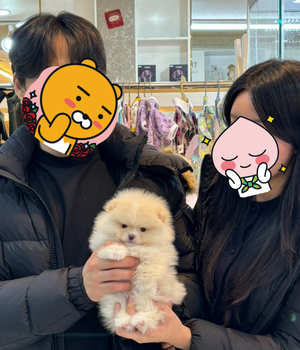 포메라니안 분양후기 [24.12.21]