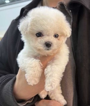 비숑프리제 분양후기 [25.2.10]