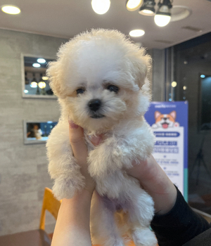 말티푸 분양후기[25.7.20]