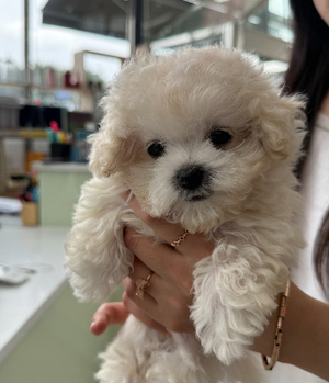 비숑프리제 분양후기[25.6.10]