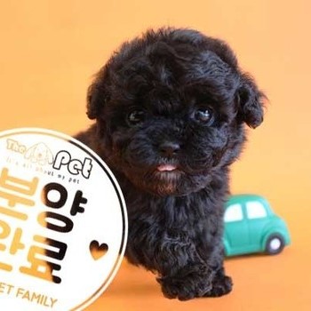 푸들 ♂ 4.8 분양완료