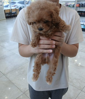 푸들 분양후기[25.8.31]