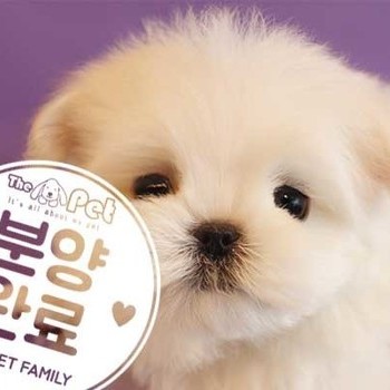 말티즈 ♂ 10.29 분양완료