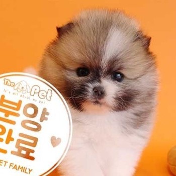 포메라니안 ♂ 11.24 분양완료
