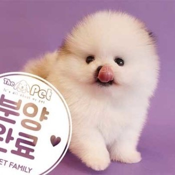 포메라니안 ♂ 11.7 분양완료