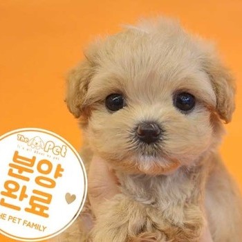 말티푸 ♀ 7.15