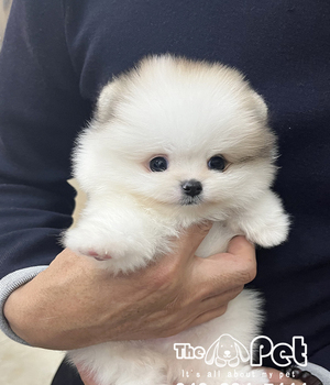 포메라니안 분양후기(25.11.19)