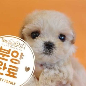 말티푸 ♂ 5.14 분양완료