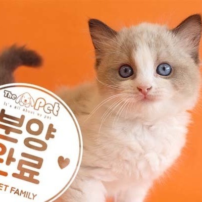 랙돌 ♂ 6.16 분양완료